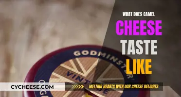 Camel Cheese: A Unique Taste Experience
