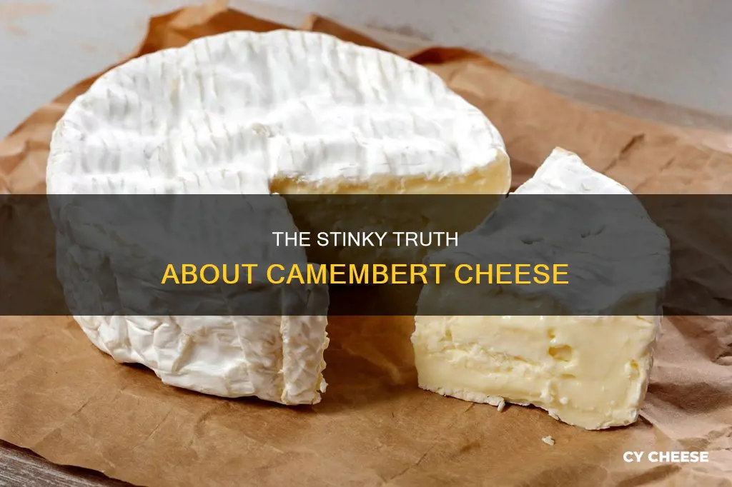 what does camembert cheese smell like