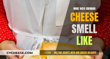 The Distinctive Smell of Cheddar Cheese Explained