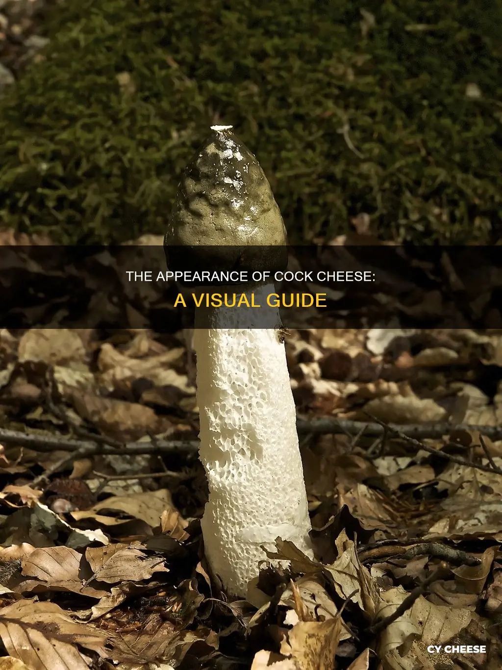 what does cock cheese look like