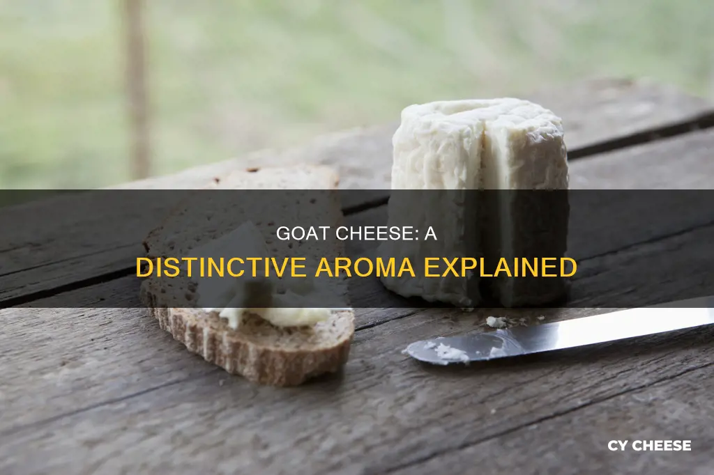 what does goat cheese smell like