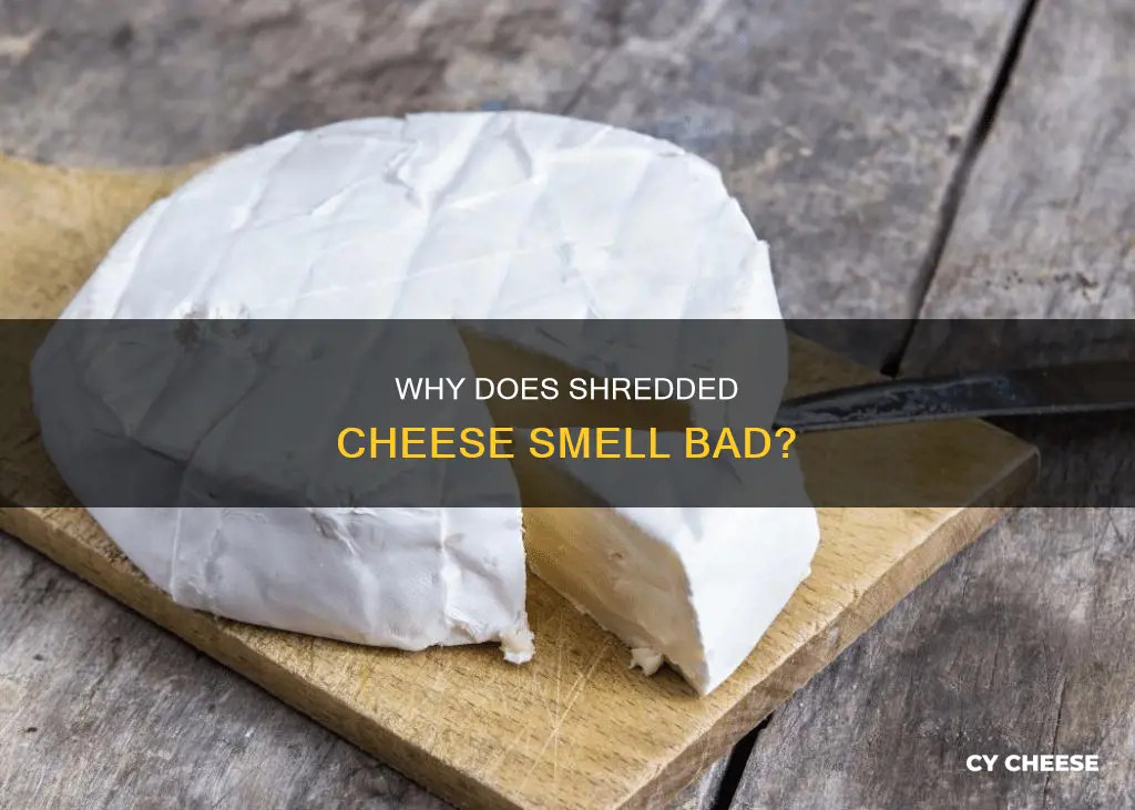 what does it mean when shreedred cheese smell bad
