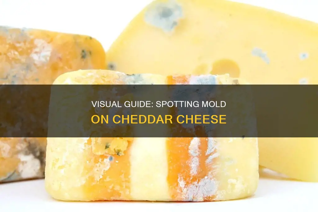 what does mold look like on cheddar cheese