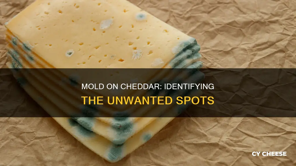 what does mold look like on cheddar cheese