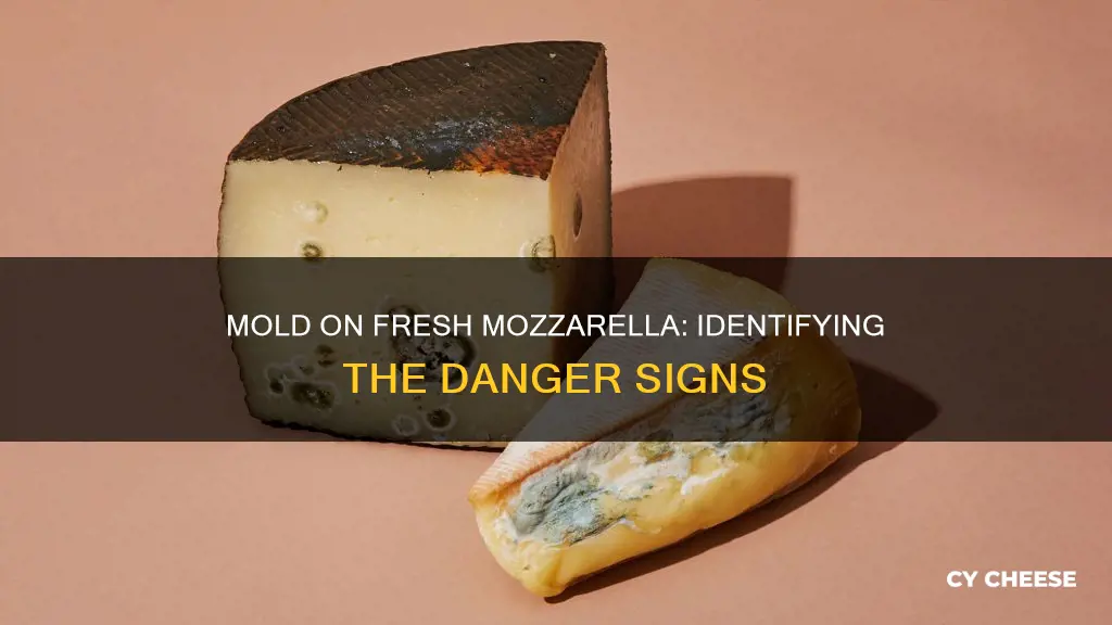 what does mold look like on fresh mozzarella cheese