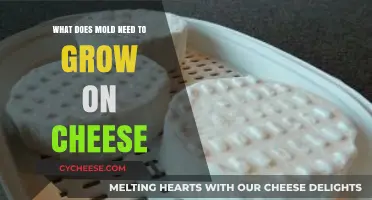 Understanding Mold Growth: Essential Conditions for Cheese Contamination