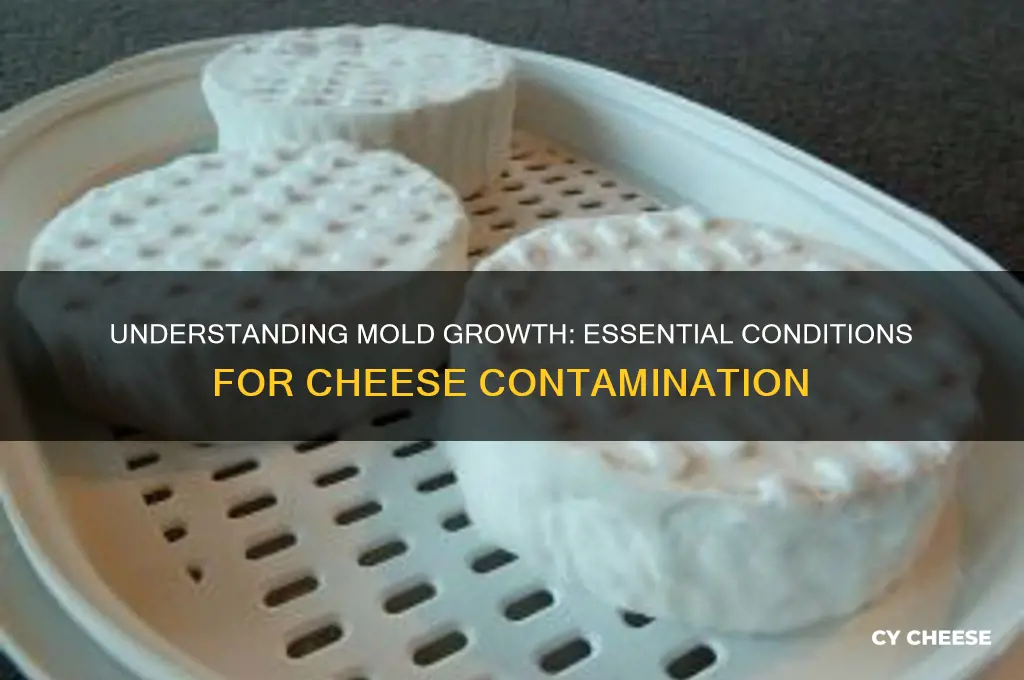 what does mold need to grow on cheese