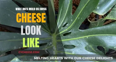 Unveiling the Moldy Secrets: A Visual Guide to Swiss Cheese's Green Spot