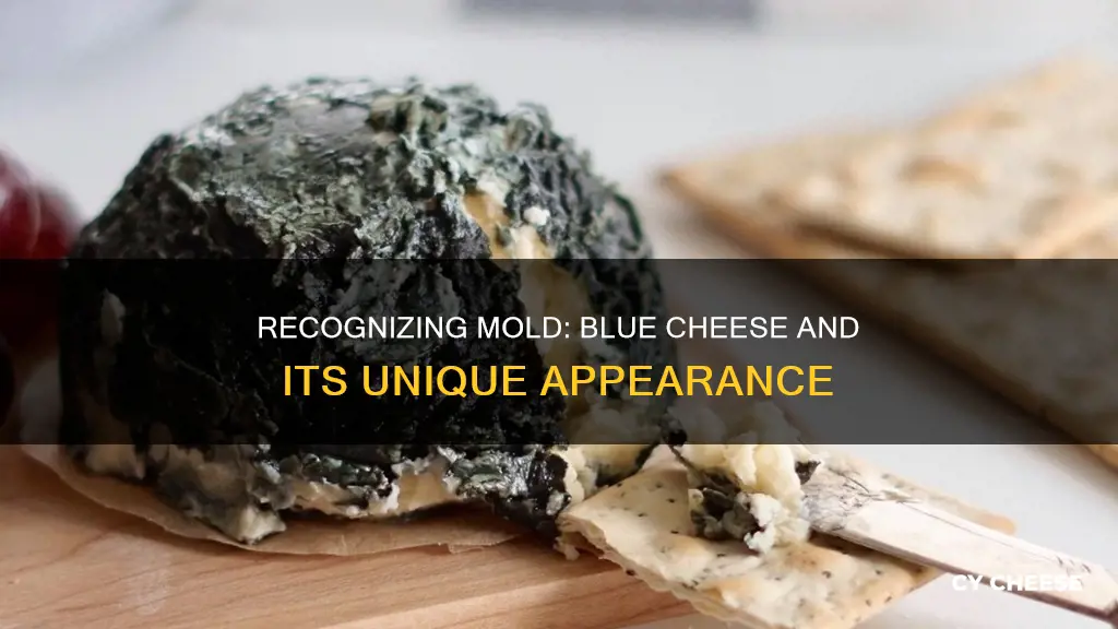 what does moldy blue cheese look like