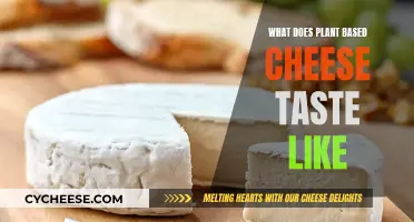 Exploring the Tasty World of Plant-Based Cheese: A Taste Test