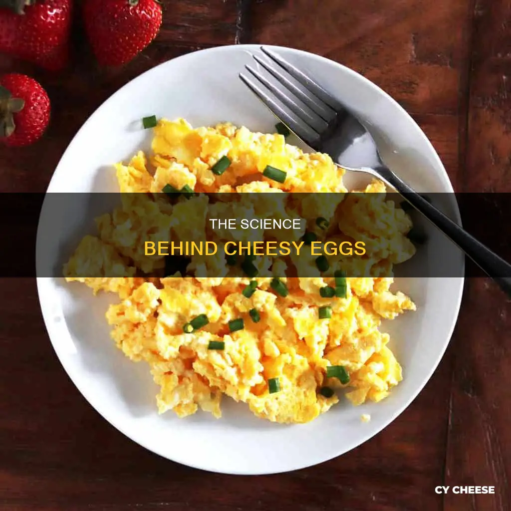 what does putting cheese in your eggs do