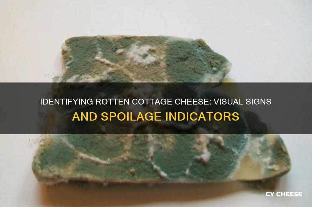 what does rotten cottage cheese look like