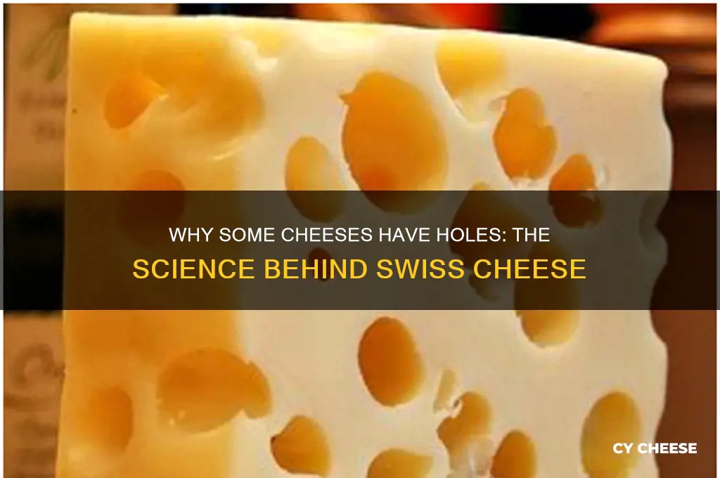what does some cheese have holes in it