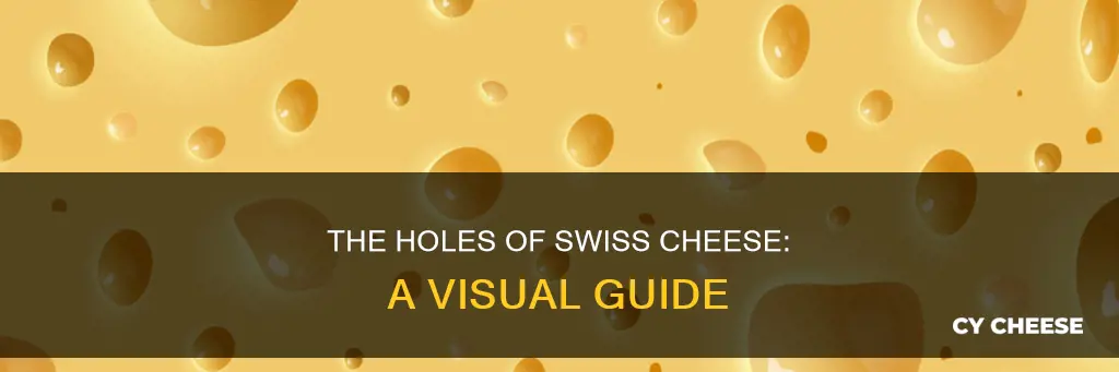 what does swiss cheese look like