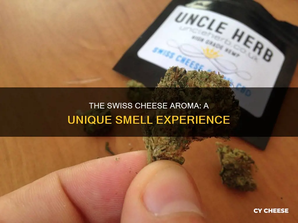 what does swiss cheese smell like