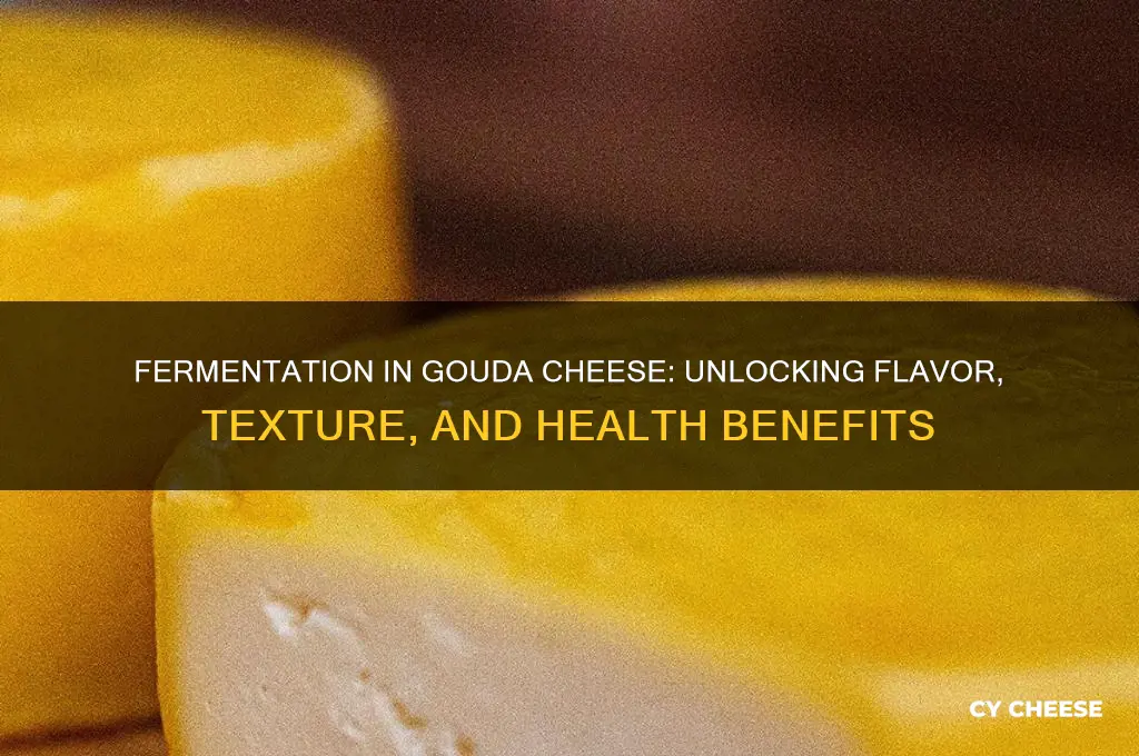 what does the fermentation in gouda cheese do for you