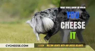 Cheese It! Which Dogs Chase You When You Run Away?