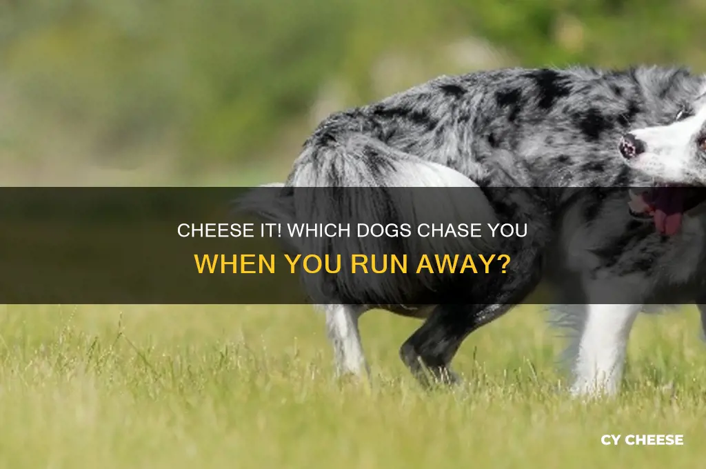 what dogs show up when you cheese it