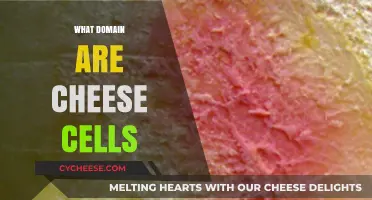 Exploring the Microbial Domain of Cheese Cells: A Tasty Journey
