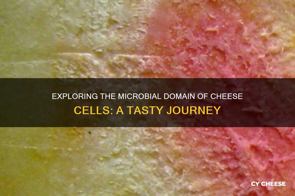 what domain are cheese cells