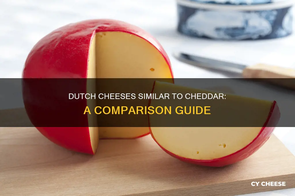 what dutch cheese is like cheddar