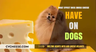 Can Dogs Eat Swiss Cheese?
