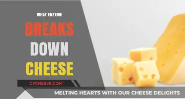 Unraveling the Enzyme Behind Cheese Digestion: A Tasty Breakdown