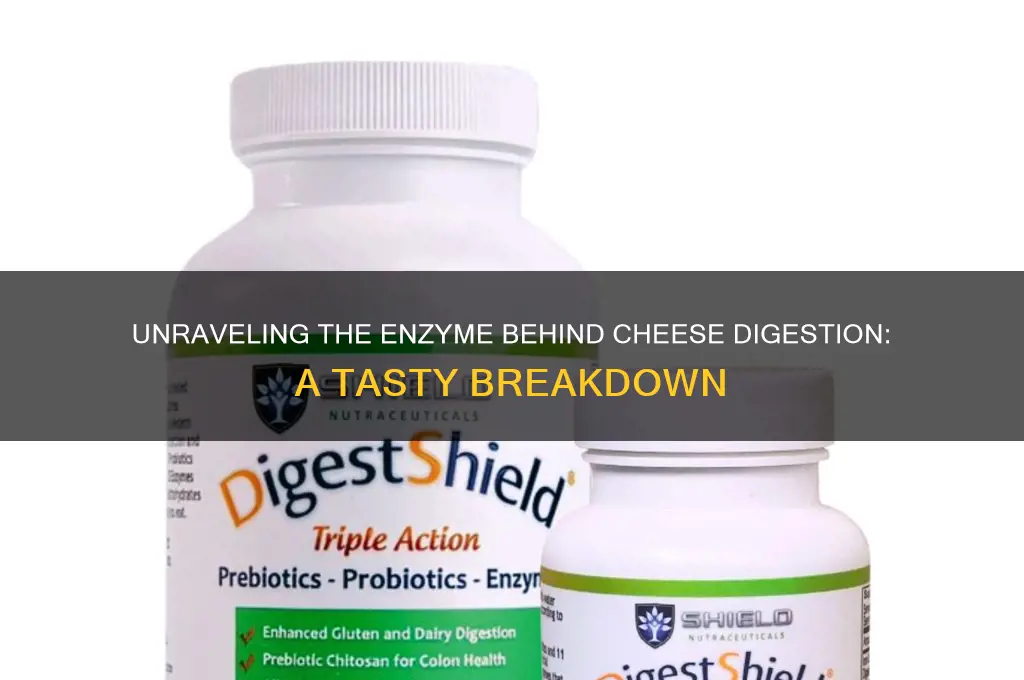 what enzyme breaks down cheese