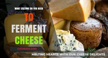 Essential Enzymes for Cheese Fermentation: Unlocking Flavor and Texture