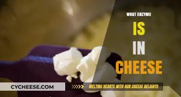 Discover the Key Enzyme in Cheese: Rennin's Role in Curdling