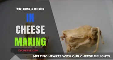 Enzymatic Magic: Cheese Making Enzymes Explained