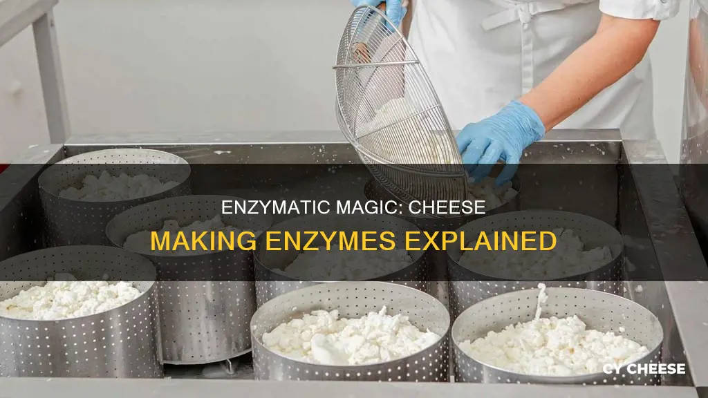 what enzymes are used in cheese making