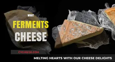 Unveiling the Microbial Magic: What Ferments Cheese and How