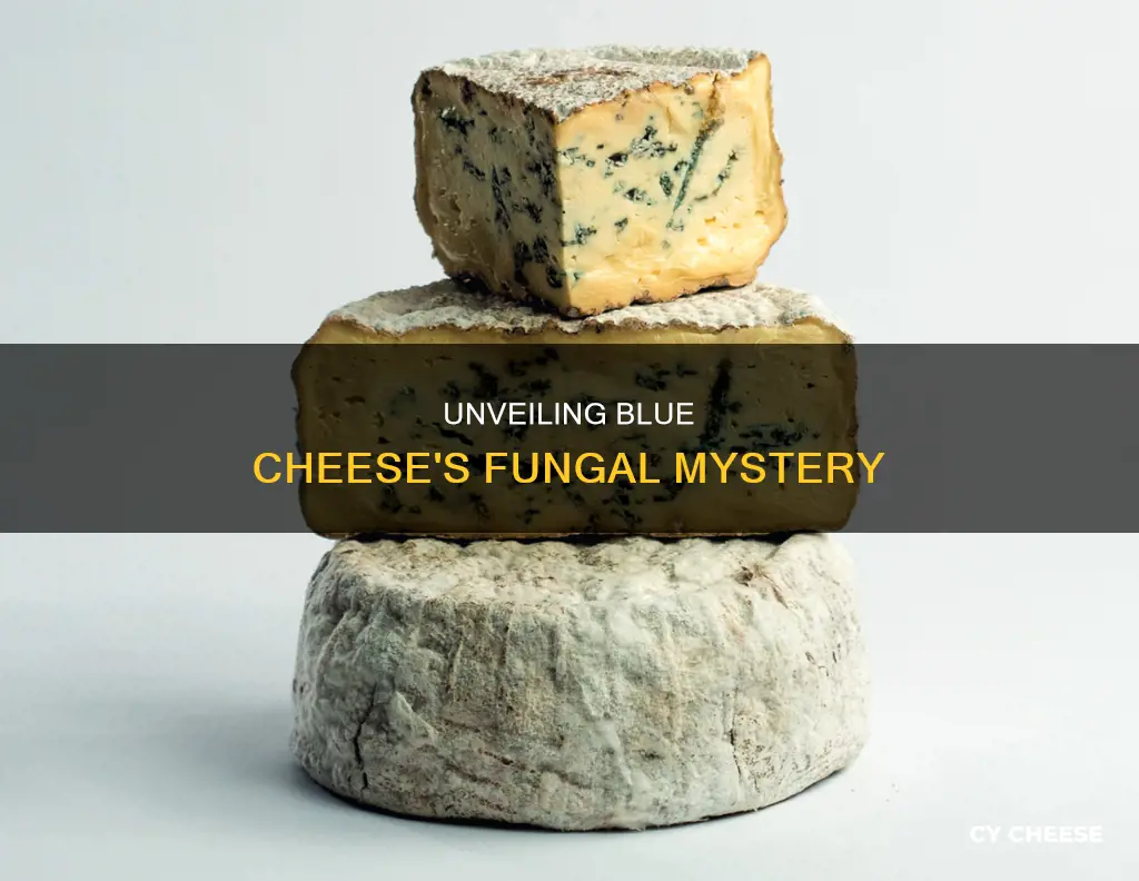 what fungus is in blue cheese