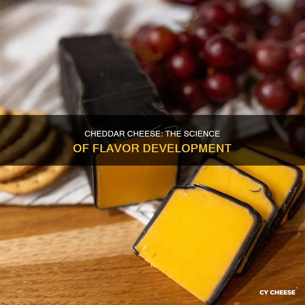 what gives cheddar cheese its flavor