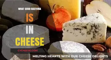 Discover the Beneficial Bacteria in Cheese: A Tasty Health Boost