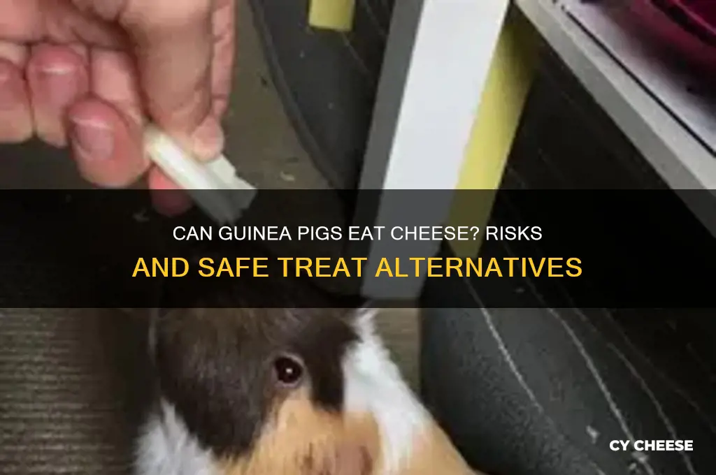what h appens if you feed a guinea pig cheese