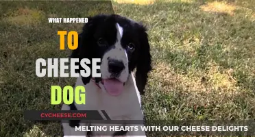 The Mysterious Disappearance of Cheese Dog: What Really Happened?