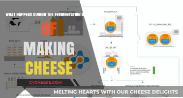 Unveiling the Magic: Fermentation's Role in Crafting Delicious Cheese