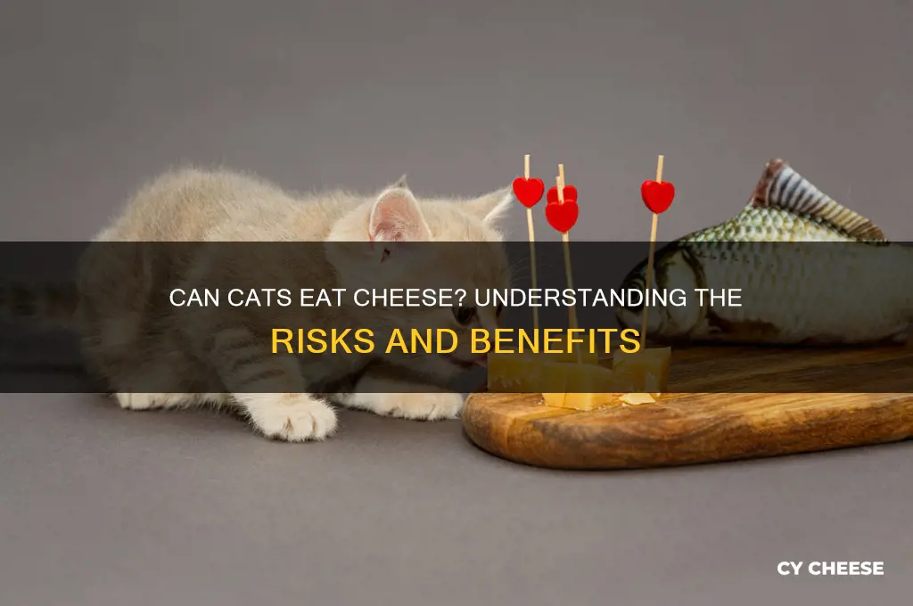 what happens if you feed a cat cheese