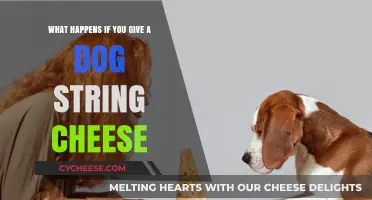 Can Dogs Eat String Cheese? Risks and Safe Feeding Tips