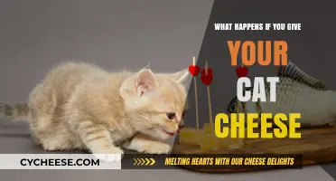 Can Cats Eat Cheese? Exploring the Effects on Your Feline Friend