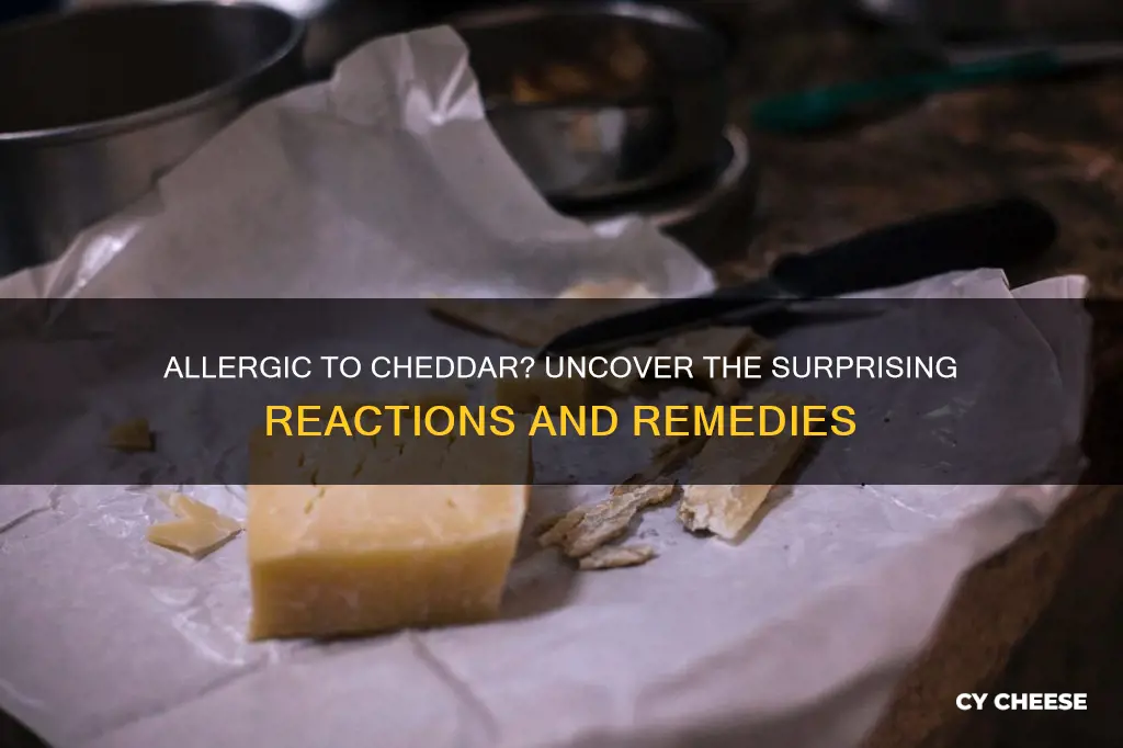 what happens if your allergic to cheddar cheese