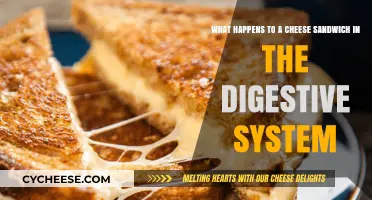 From Bite to Exit: A Cheese Sandwich's Digestive Journey Explained