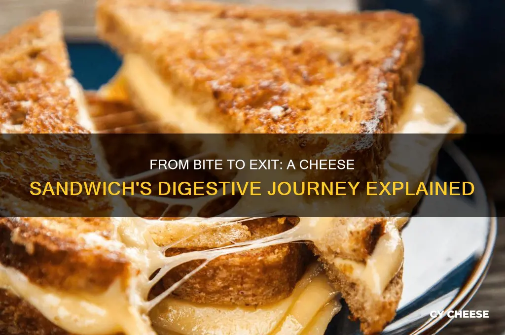 what happens to a cheese sandwich in the digestive system