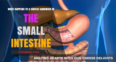 Digestive Journey: How the Small Intestine Breaks Down a Cheese Sandwich