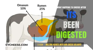 From Curds to Conclusions: The Digestive Journey of Cheese Explained
