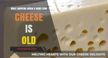 Aging Dairy Cow Cheese: Flavor, Texture, and Transformation Explained