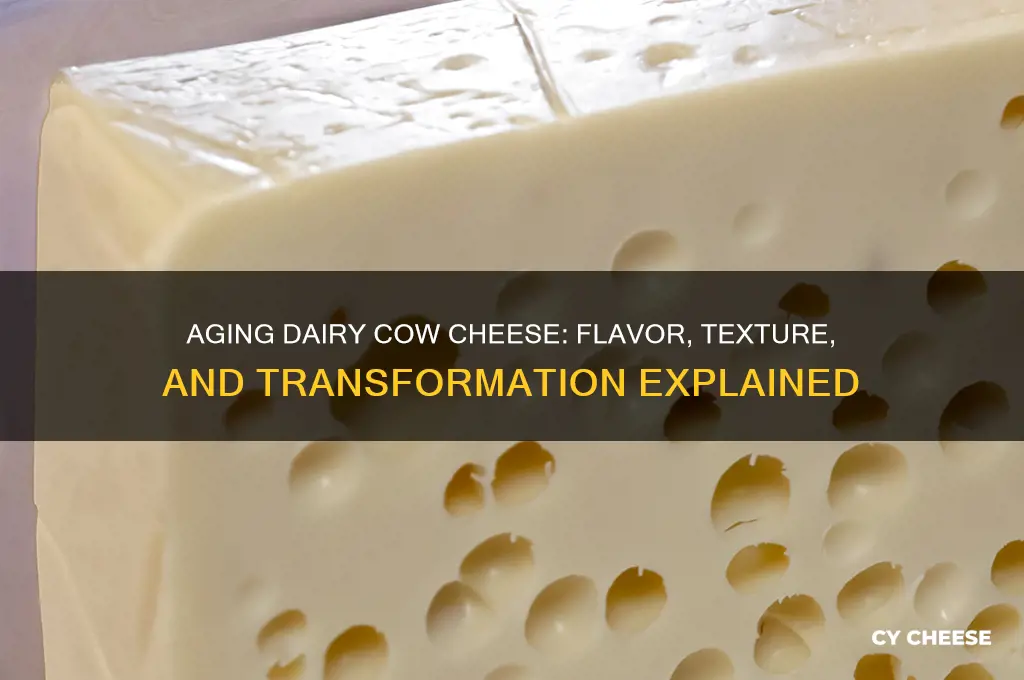 what happens when a dairy cow cheese is old