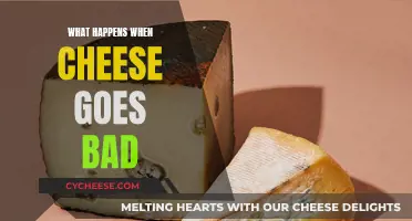 Cheese Gone Bad: A Guide to Spoilage and Safety